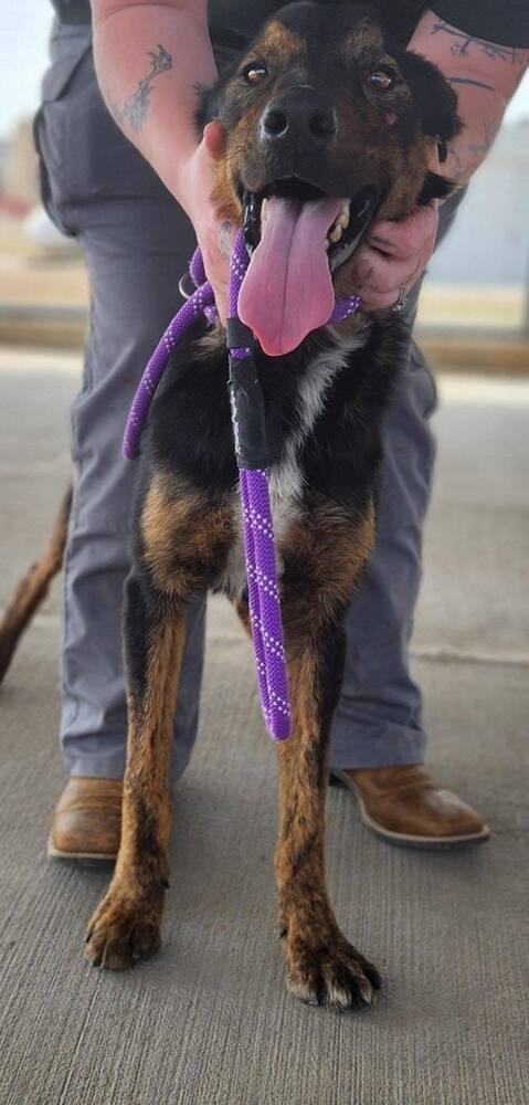 Buddy, Adoptable, Young Male Mixed Breed.