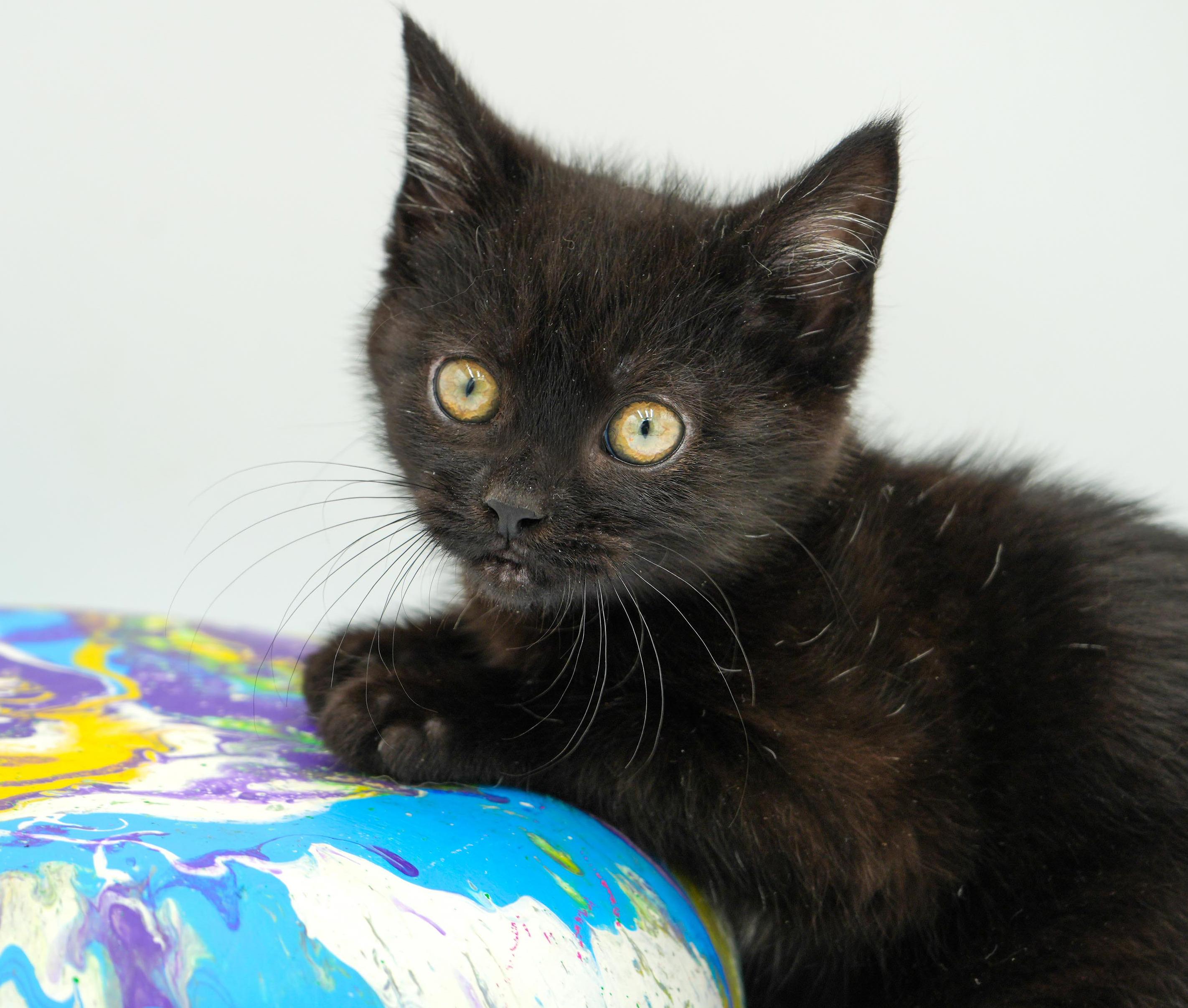 Stoick can't wait to the love of your life!  Teeny tiny lover!, Adoptable, Kitten Male Bombay.