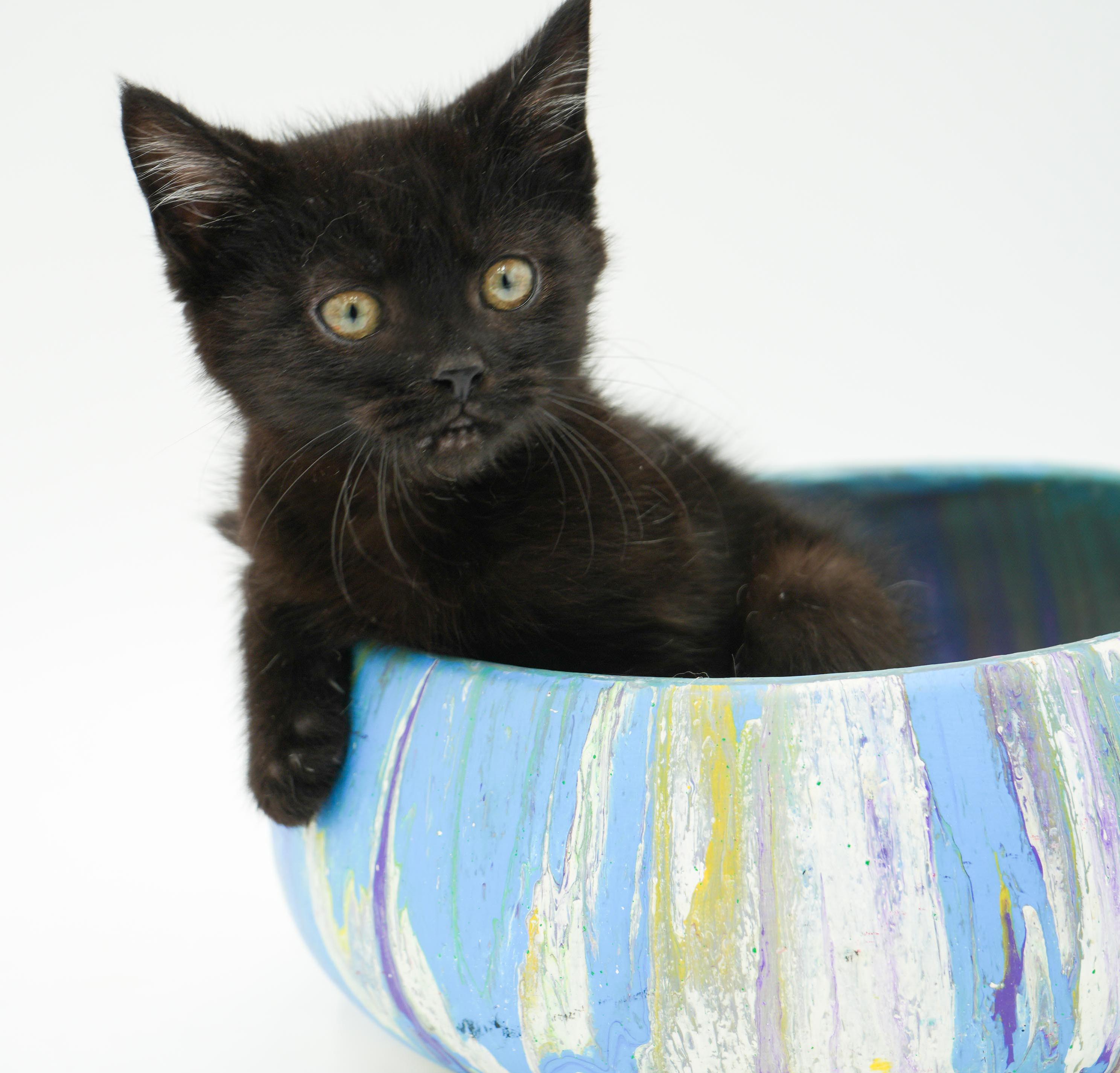 Enlarge Stoick can't wait to the love of your life!  Teeny tiny lover!, a Adoptable Bombay in Bedford Hills, NY image 5/6