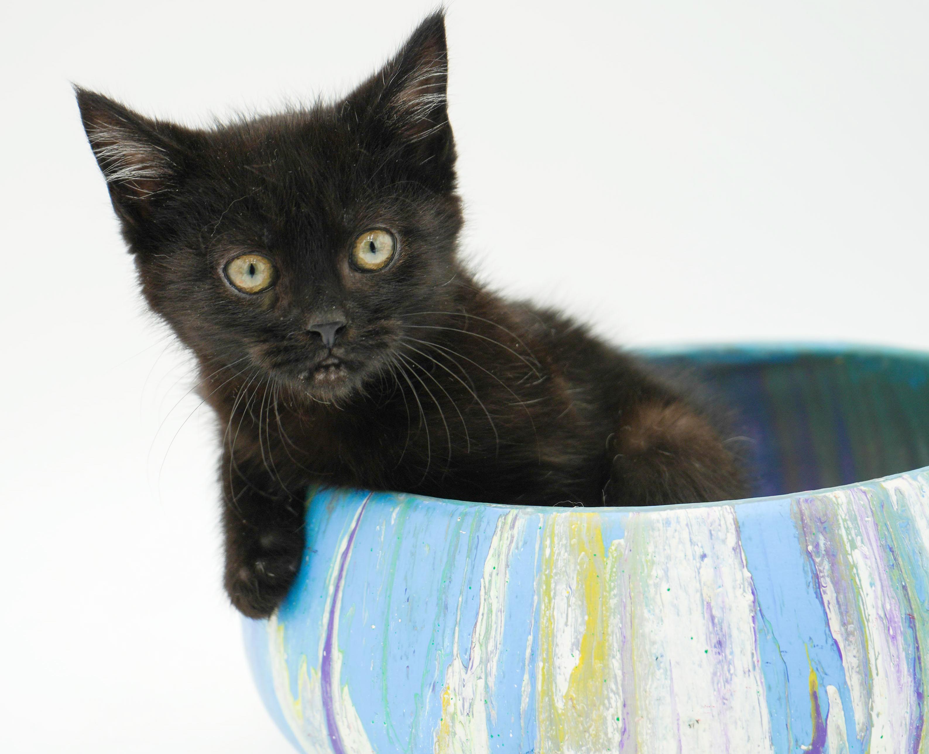 Enlarge Stoick can't wait to the love of your life!  Teeny tiny lover!, a Adoptable Bombay in Bedford Hills, NY image 2/6