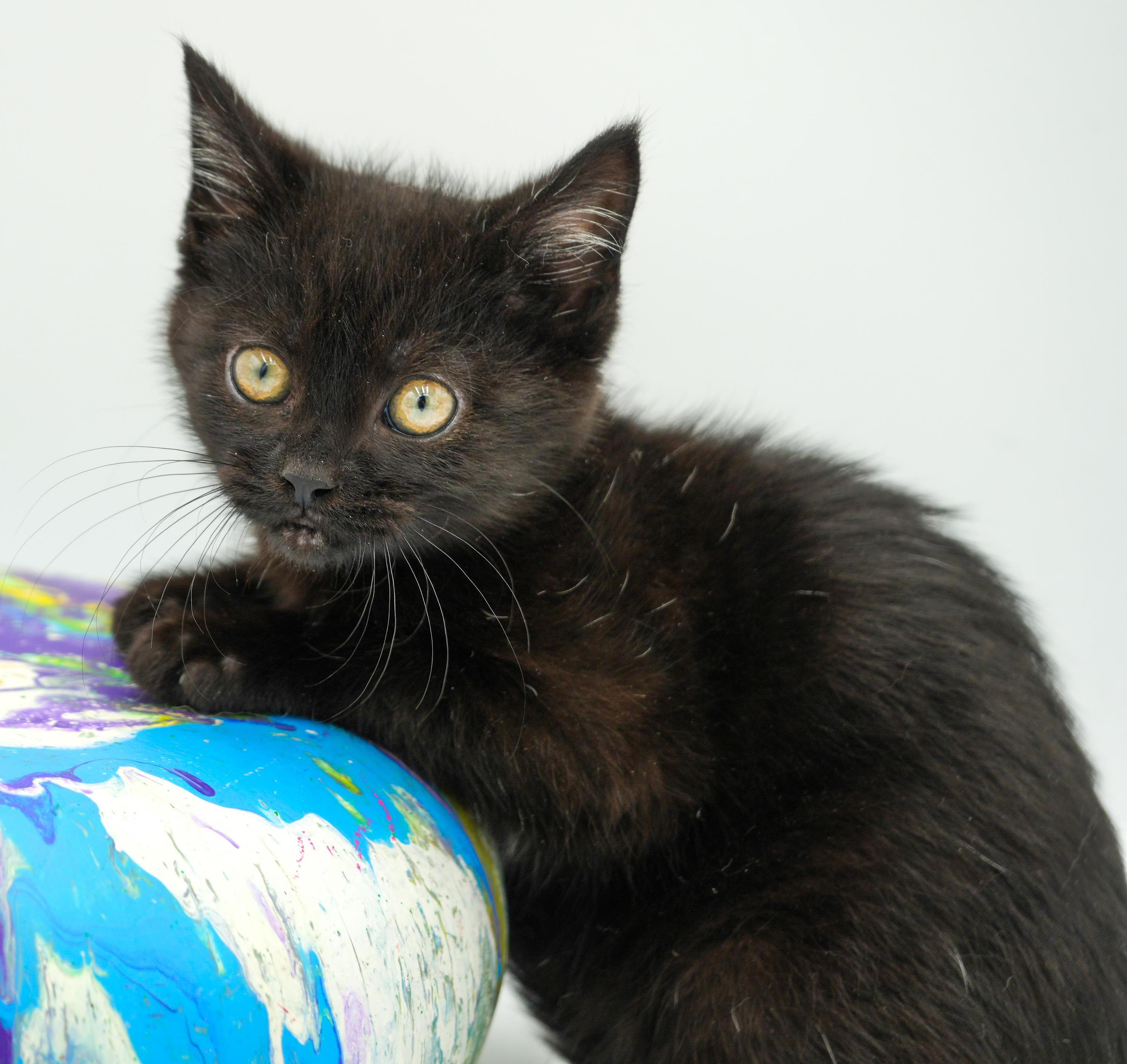 Enlarge Stoick can't wait to the love of your life!  Teeny tiny lover!, a Adoptable Bombay in Bedford Hills, NY image 6/6