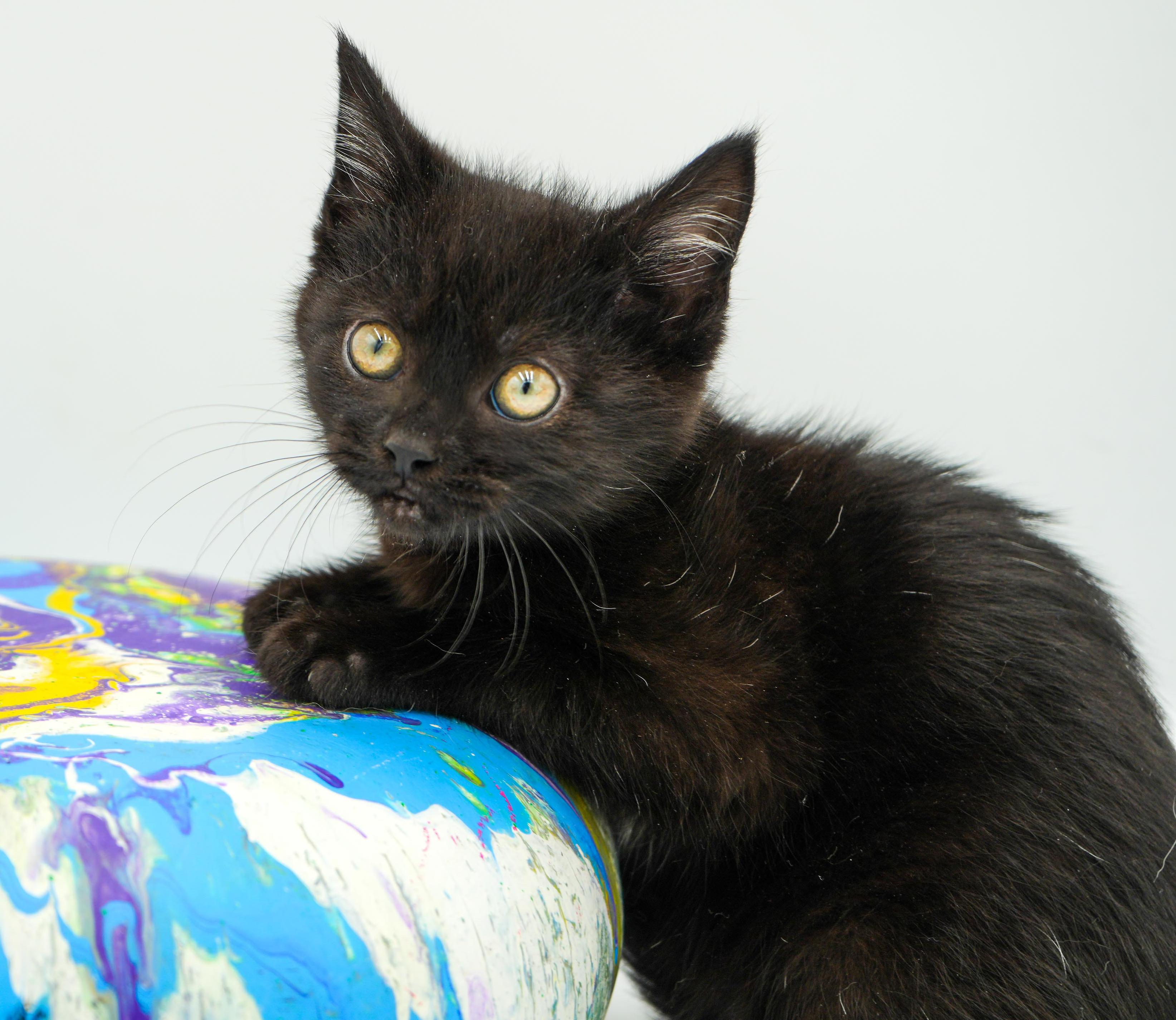 Enlarge Stoick can't wait to the love of your life!  Teeny tiny lover!, a Adoptable Bombay in Bedford Hills, NY image 4/6