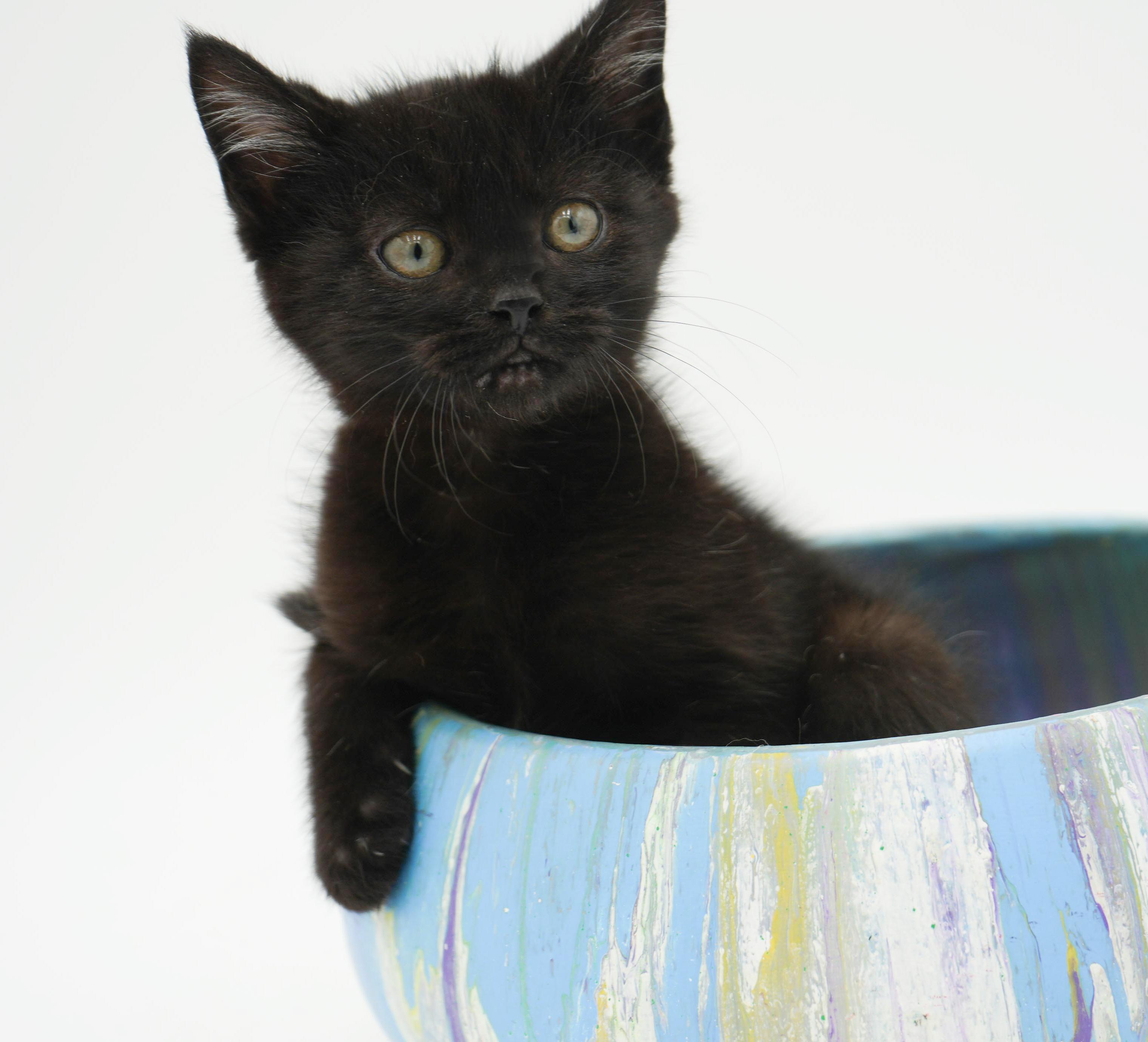 Enlarge Stoick can't wait to the love of your life!  Teeny tiny lover!, a Adoptable Bombay in Bedford Hills, NY image 3/6