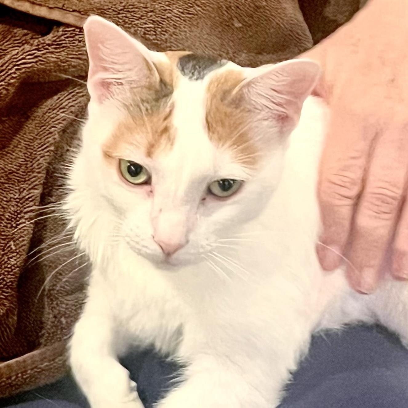 Enlarge Queen Marie Antoinette, a Adoptable mixed breed in st louis, MO image 2/6