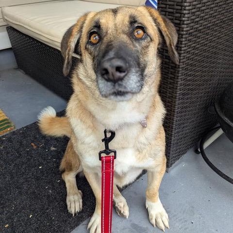 Enlarge Ms. Sweet Pancake, an adopted mixed breed in Vancouver, BC image 6/6