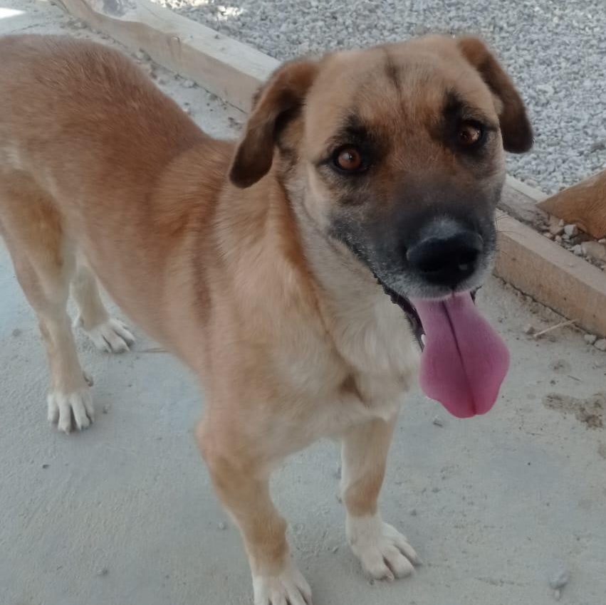 Enlarge Ms. Sweet Pancake, an adopted mixed breed in Vancouver, BC image 4/6