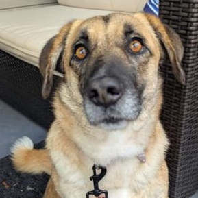 Enlarge Ms. Sweet Pancake, an adopted mixed breed in Vancouver, BC image 3/6