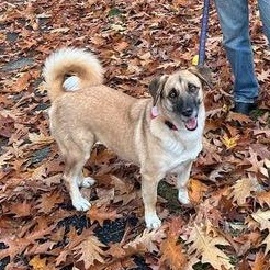 Enlarge Ms. Sweet Pancake, an adopted mixed breed in Vancouver, BC image 2/6