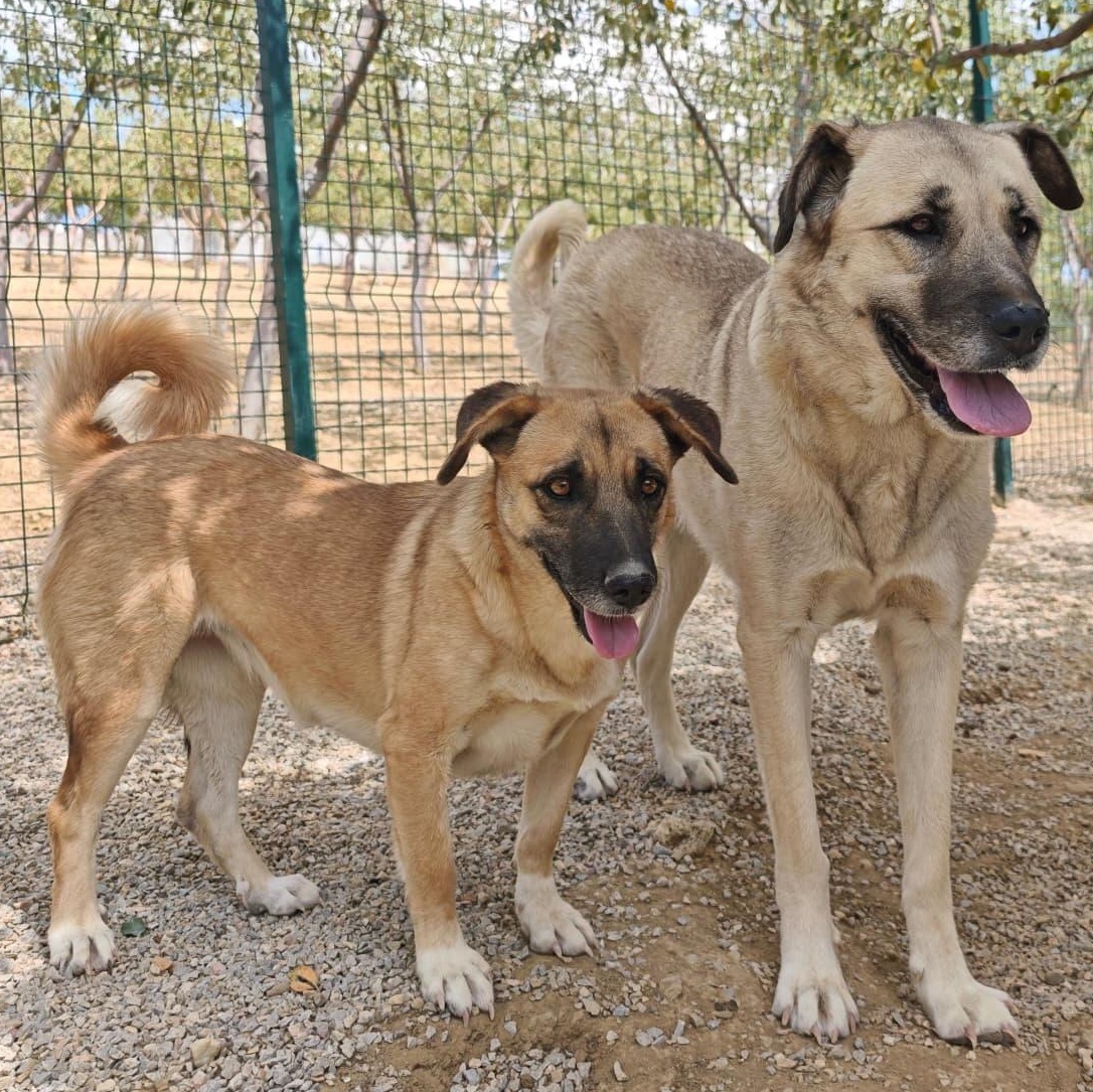Enlarge Ms. Sweet Pancake, an adopted mixed breed in Vancouver, BC image 5/6