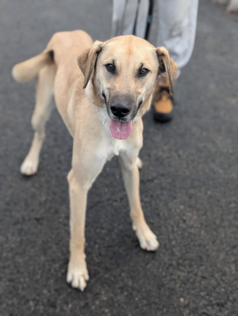 Lucas, Adoptable, Young Male Black Mouth Cur.