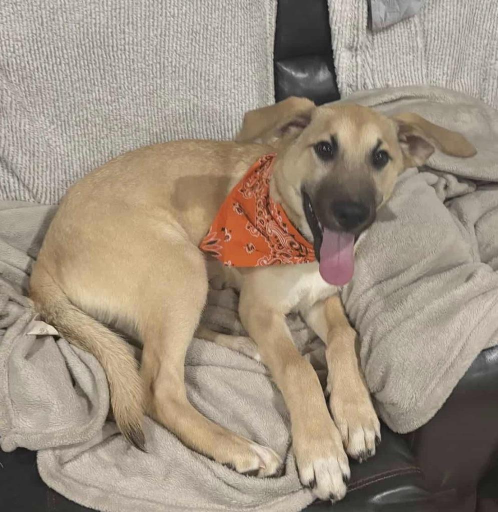 Lucas, Adoptable, Young Male Black Mouth Cur.