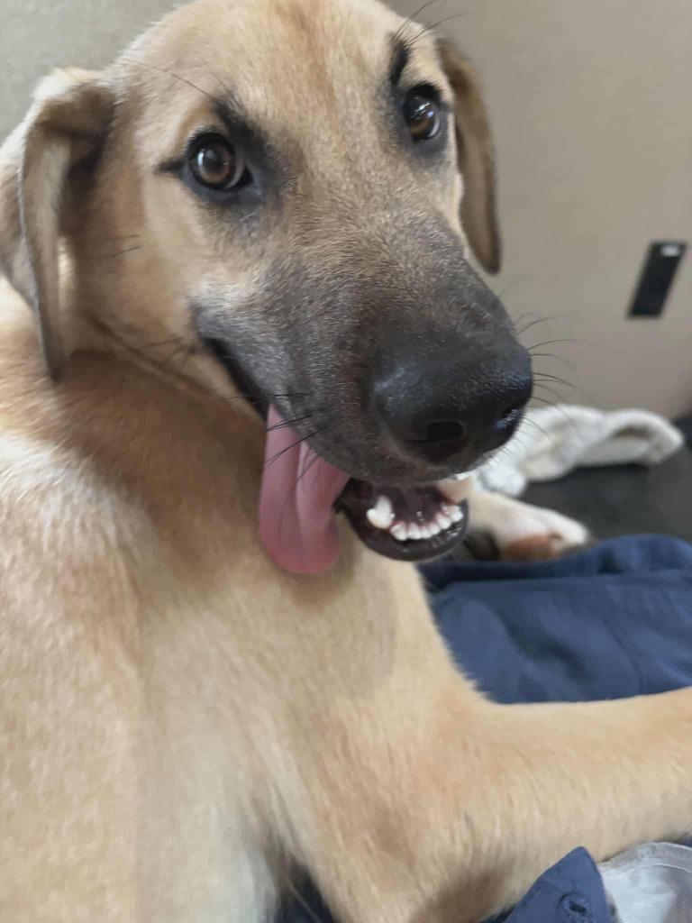 Enlarge Lucas, a Adoptable mixed breed in North Syracuse, NY image 2/2