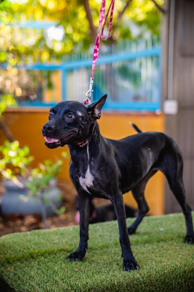 Shadow, Adoptable, Puppy Female Rat Terrier & Terrier.