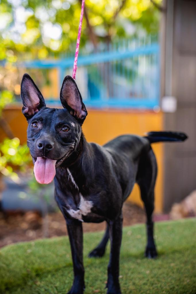 Enlarge Shadow, a Adoptable mixed breed in Anacortes, WA image 2/6
