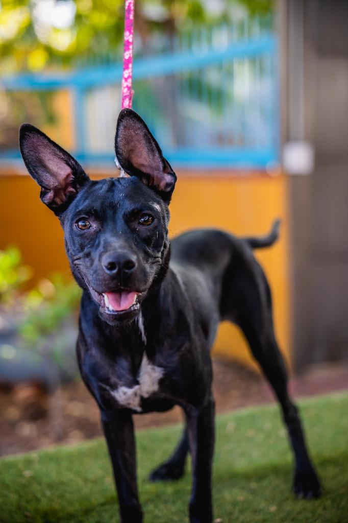 Enlarge Shadow, a Adoptable mixed breed in Anacortes, WA image 3/6