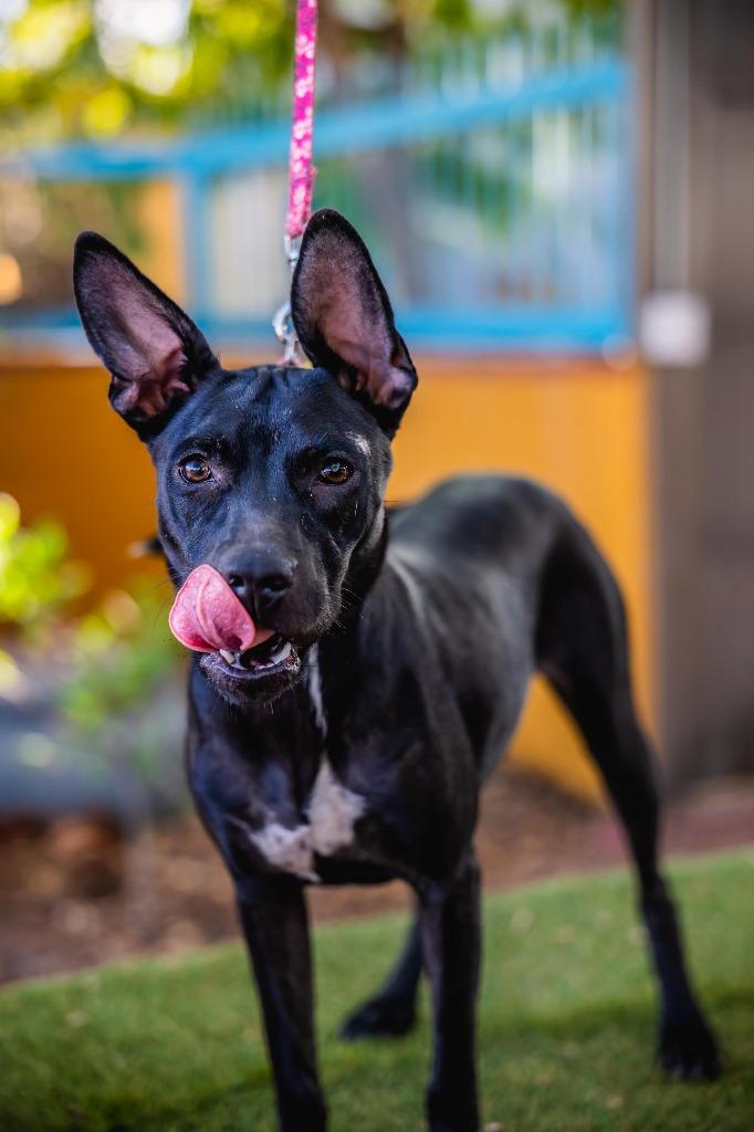 Enlarge Shadow, a Adoptable mixed breed in Anacortes, WA image 4/6