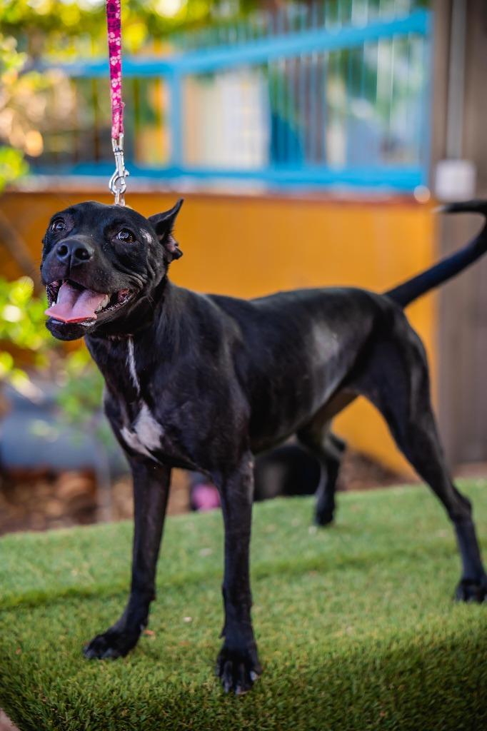 Enlarge Shadow, a Adoptable mixed breed in Anacortes, WA image 5/6