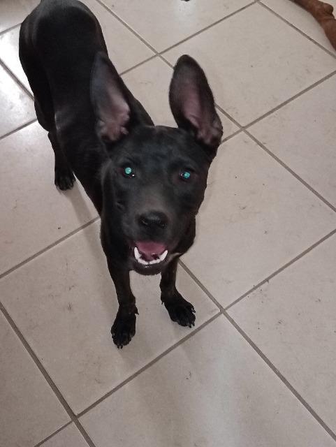 Enlarge Shadow, a Adoptable mixed breed in Anacortes, WA image 6/6