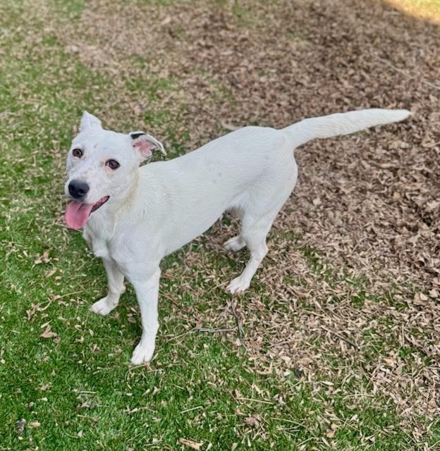 Ben, ADOPTABLE, Puppy Male Dalmatian & Labrador Retriever.