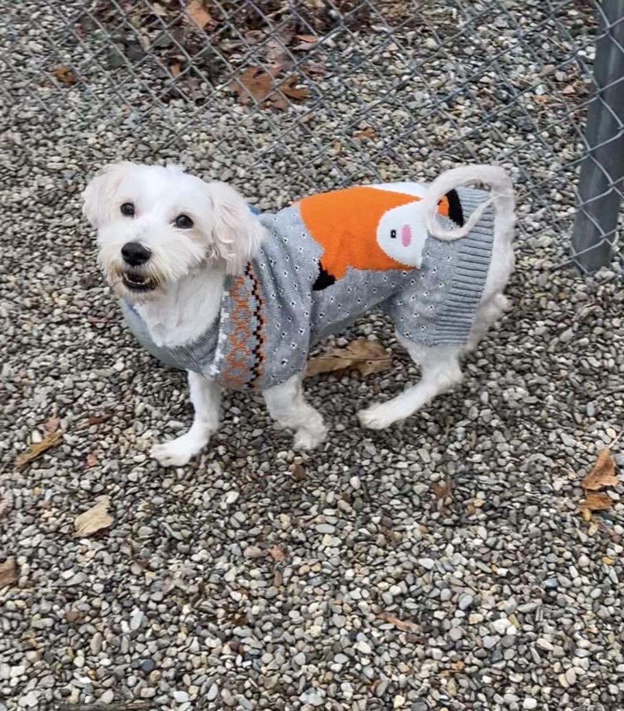 Scooby Doo, Adoptable, Adult Male Maltipoo & Poodle.