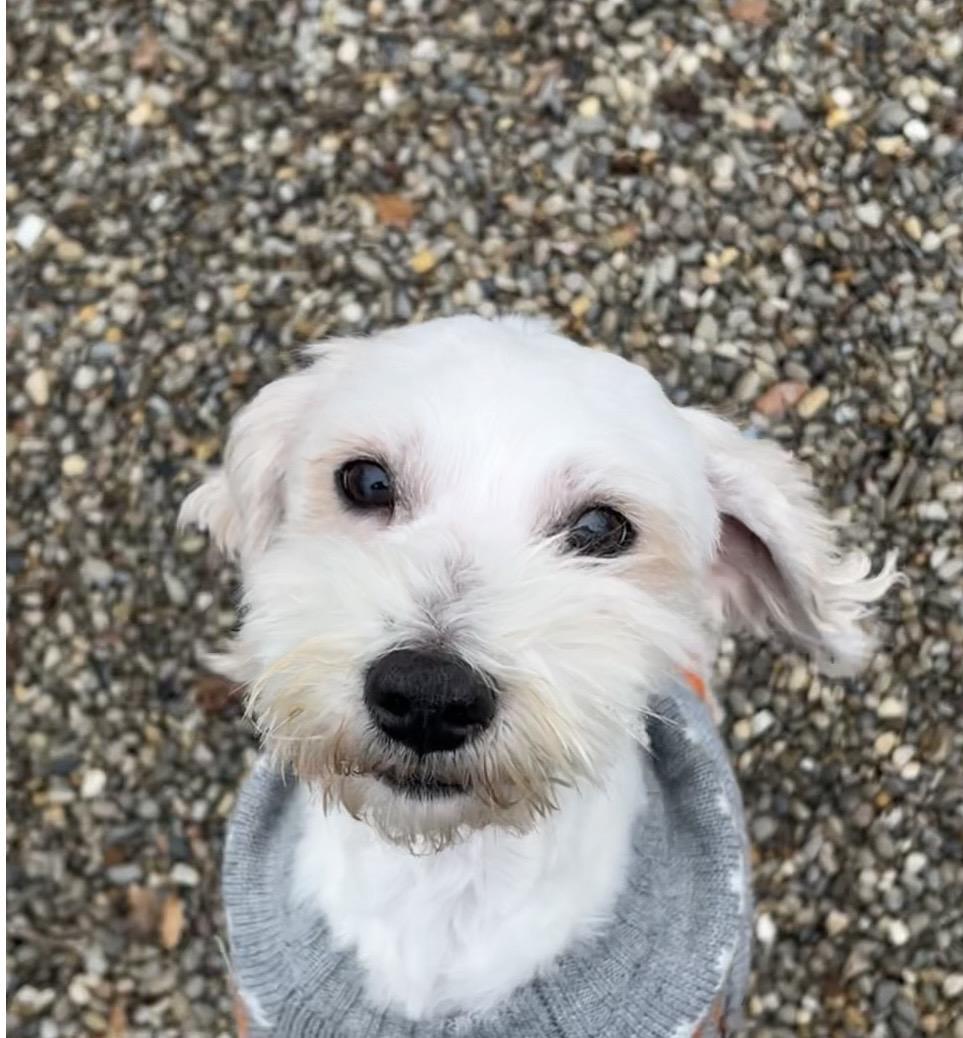 Enlarge Scooby Doo, a Adoptable mixed breed in Montville, NJ image 2/5