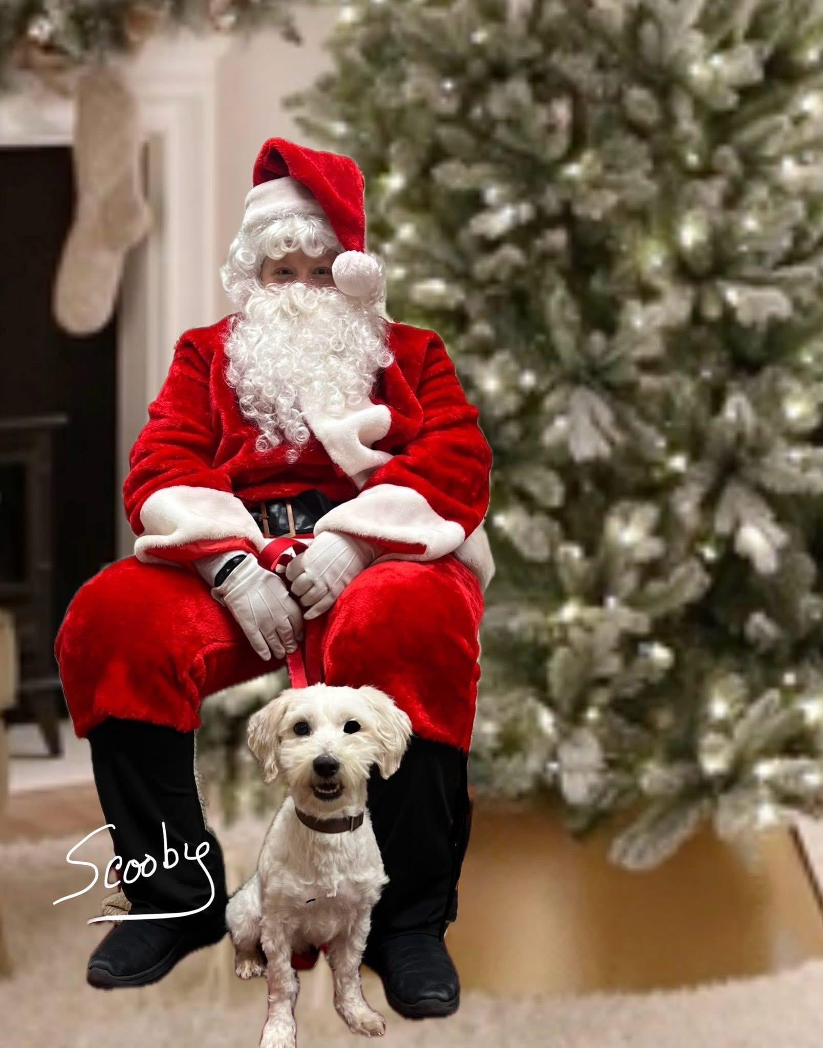 Scooby Doo, Adoptable, Adult Male Maltipoo & Poodle.