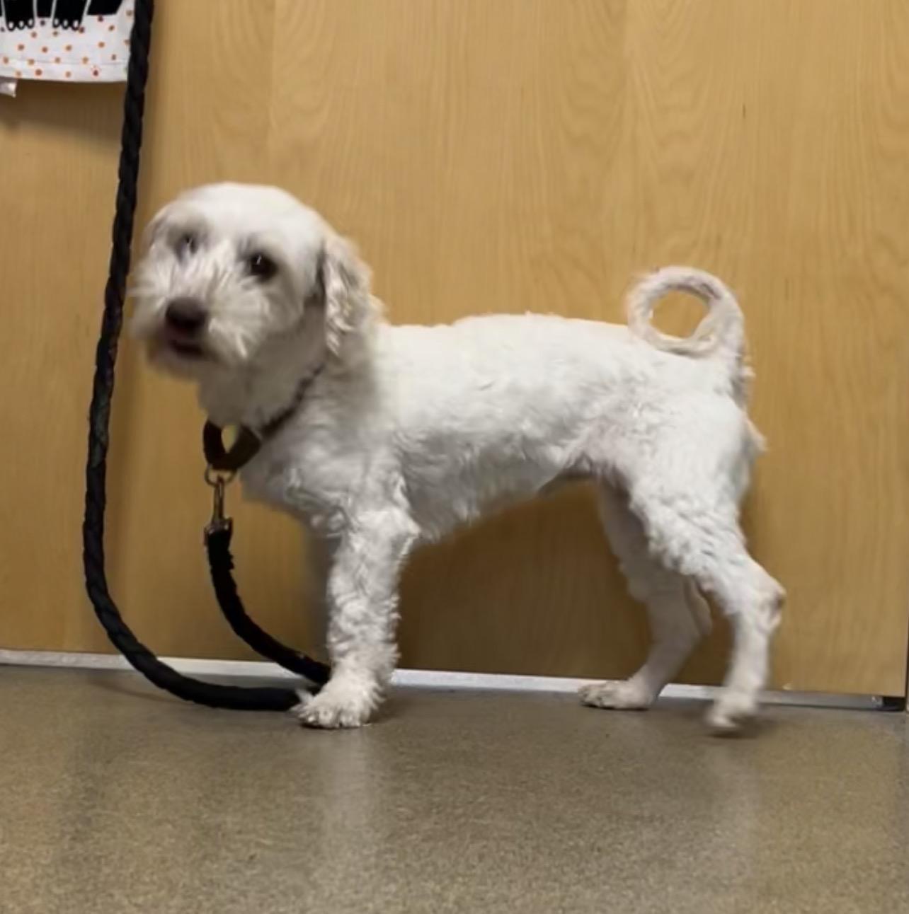 Enlarge Scooby Doo, a Adoptable mixed breed in Montville, NJ image 3/3