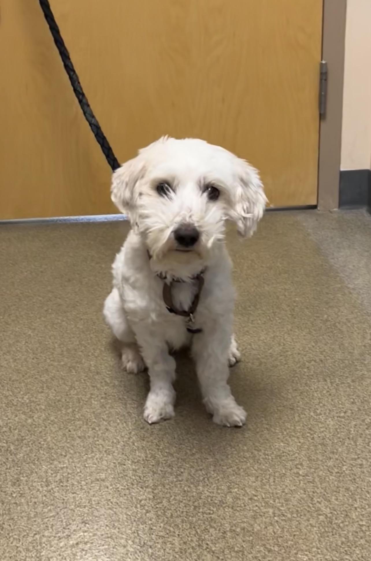 Scooby Doo, Adoptable, Adult Male Maltese & Poodle.