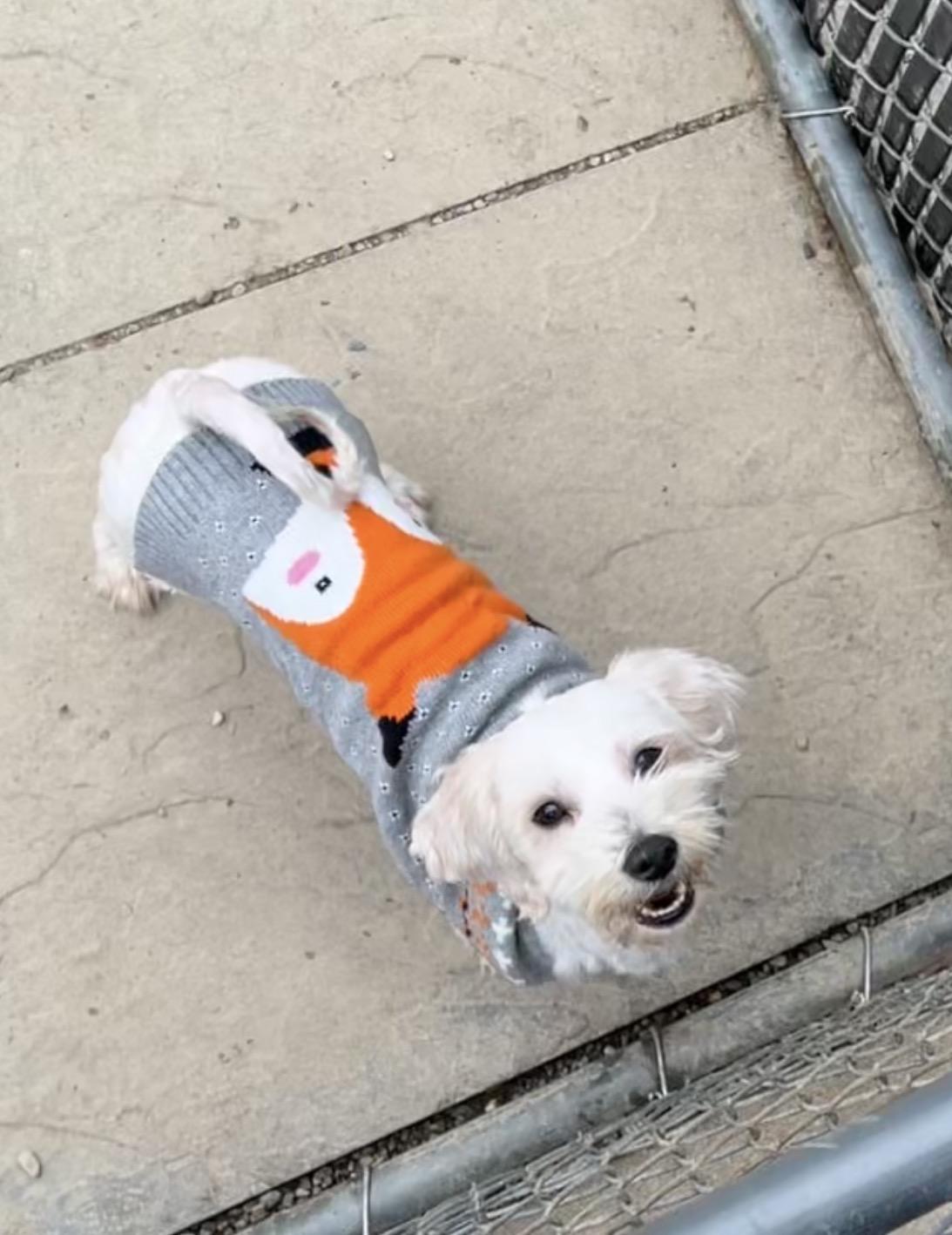 Enlarge Scooby Doo, a Adoptable mixed breed in Montville, NJ image 3/5