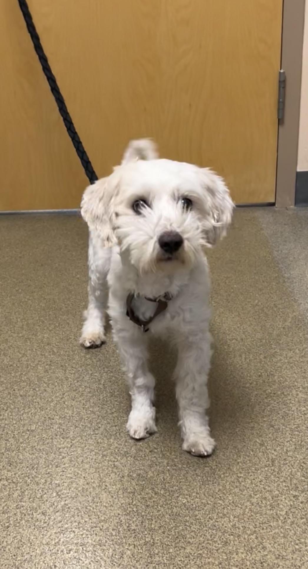 Enlarge Scooby Doo, a Adoptable mixed breed in Montville, NJ image 2/3