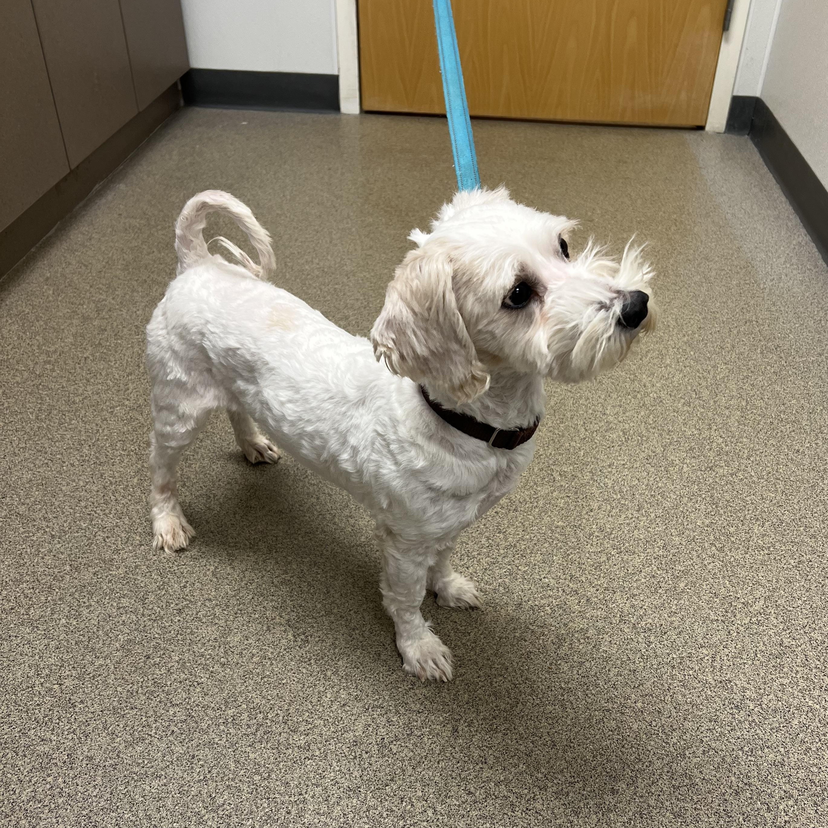 Enlarge Scooby Doo, a Adoptable mixed breed in Montville, NJ image 4/5