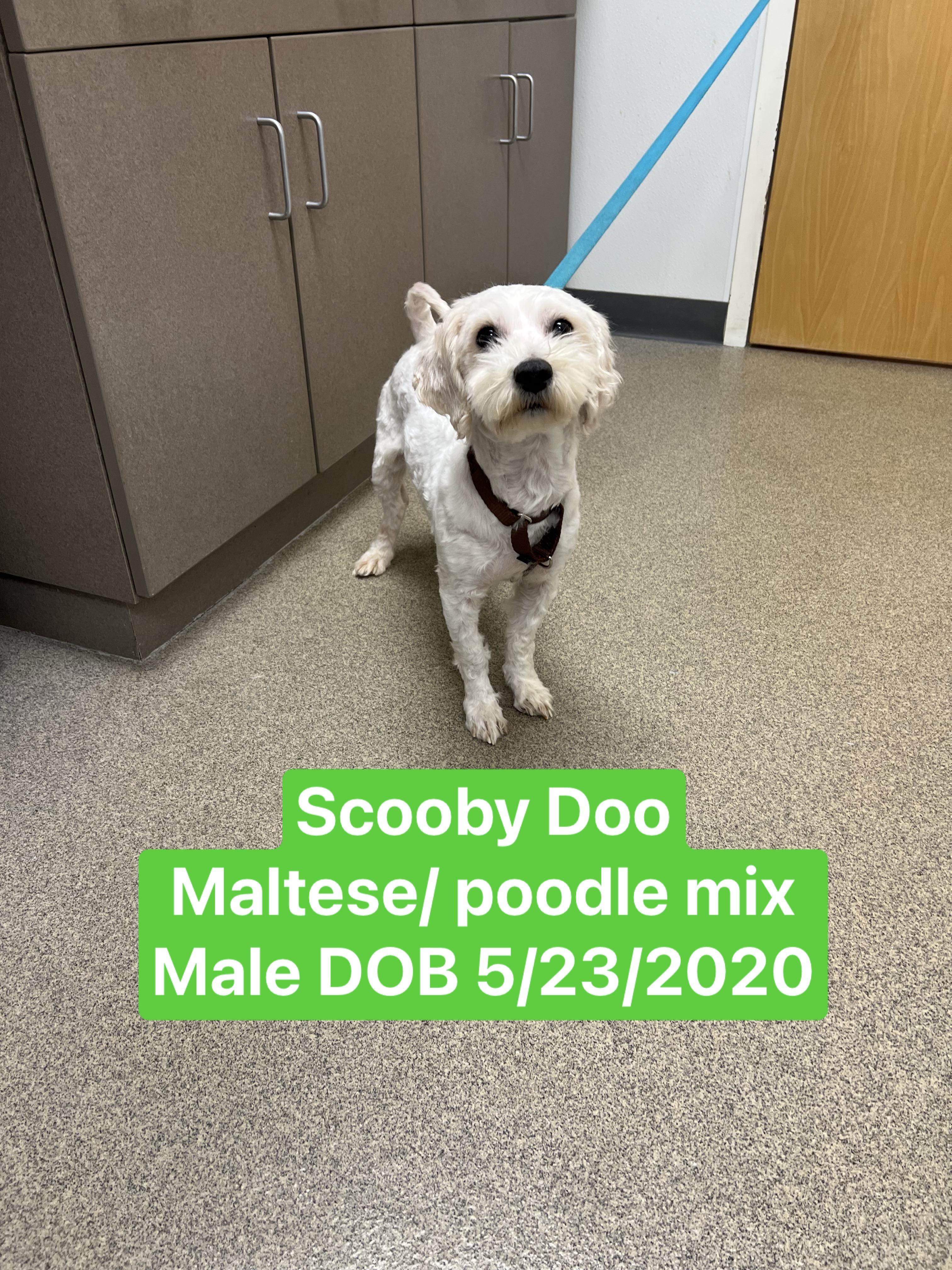 Enlarge Scooby Doo, a Adoptable mixed breed in Montville, NJ image 5/5