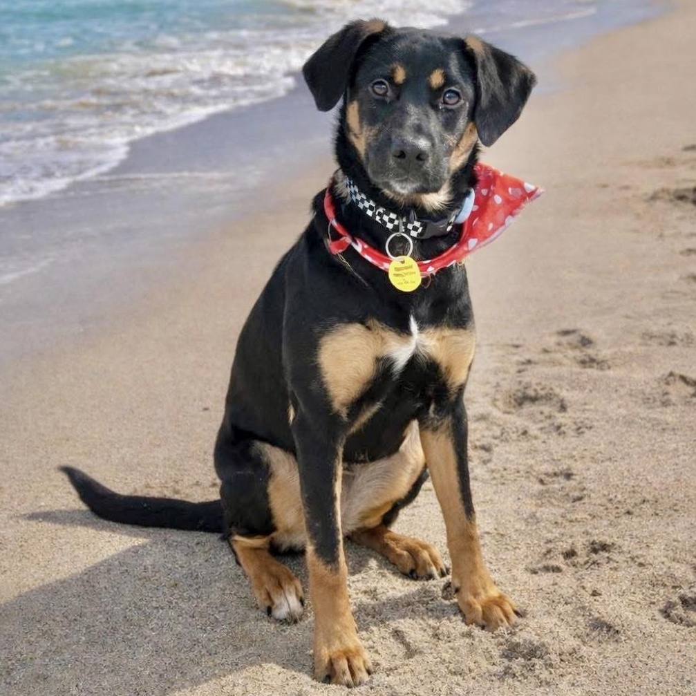 Trey, ADOPTABLE, Young Male Mixed Breed.