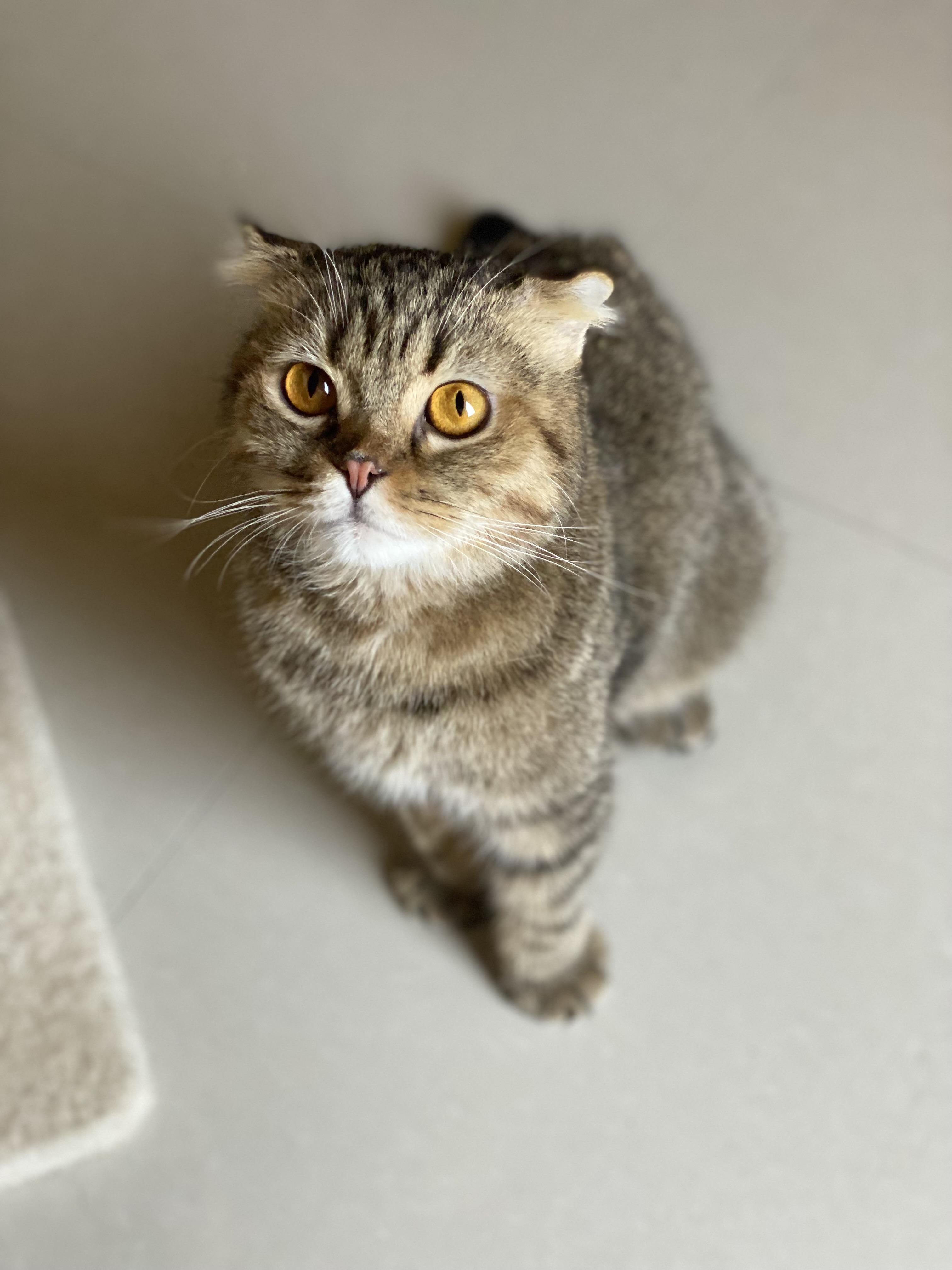 Enlarge Leo, an adopted Scottish Fold in Seattle, WA image 1/1
