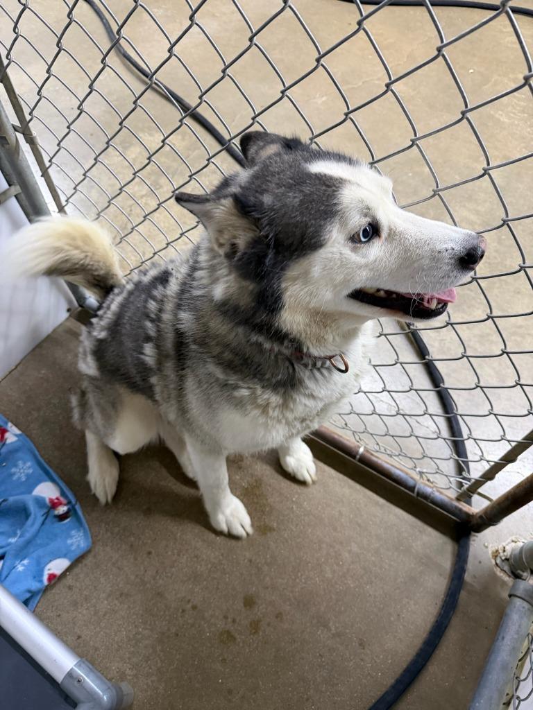Enlarge Andy, a Adoptable Husky in Lagrange, IN image 1/2
