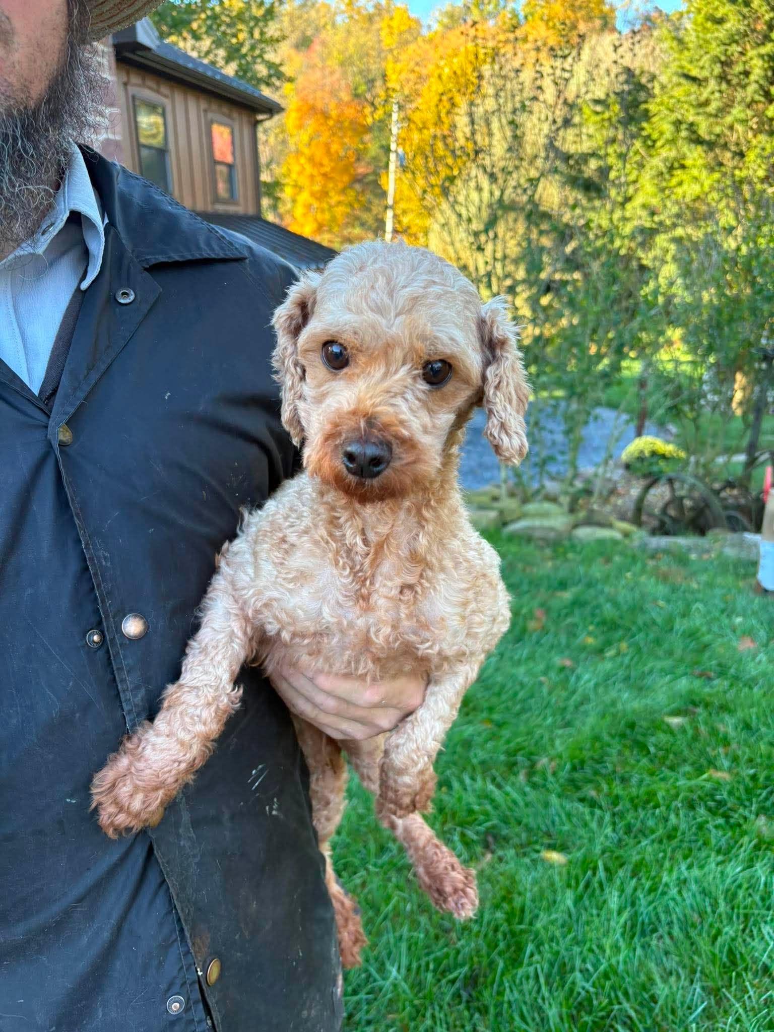 Tillie, Adoptable, Adult Female Miniature Poodle & Cavalier King Charles Spaniel.