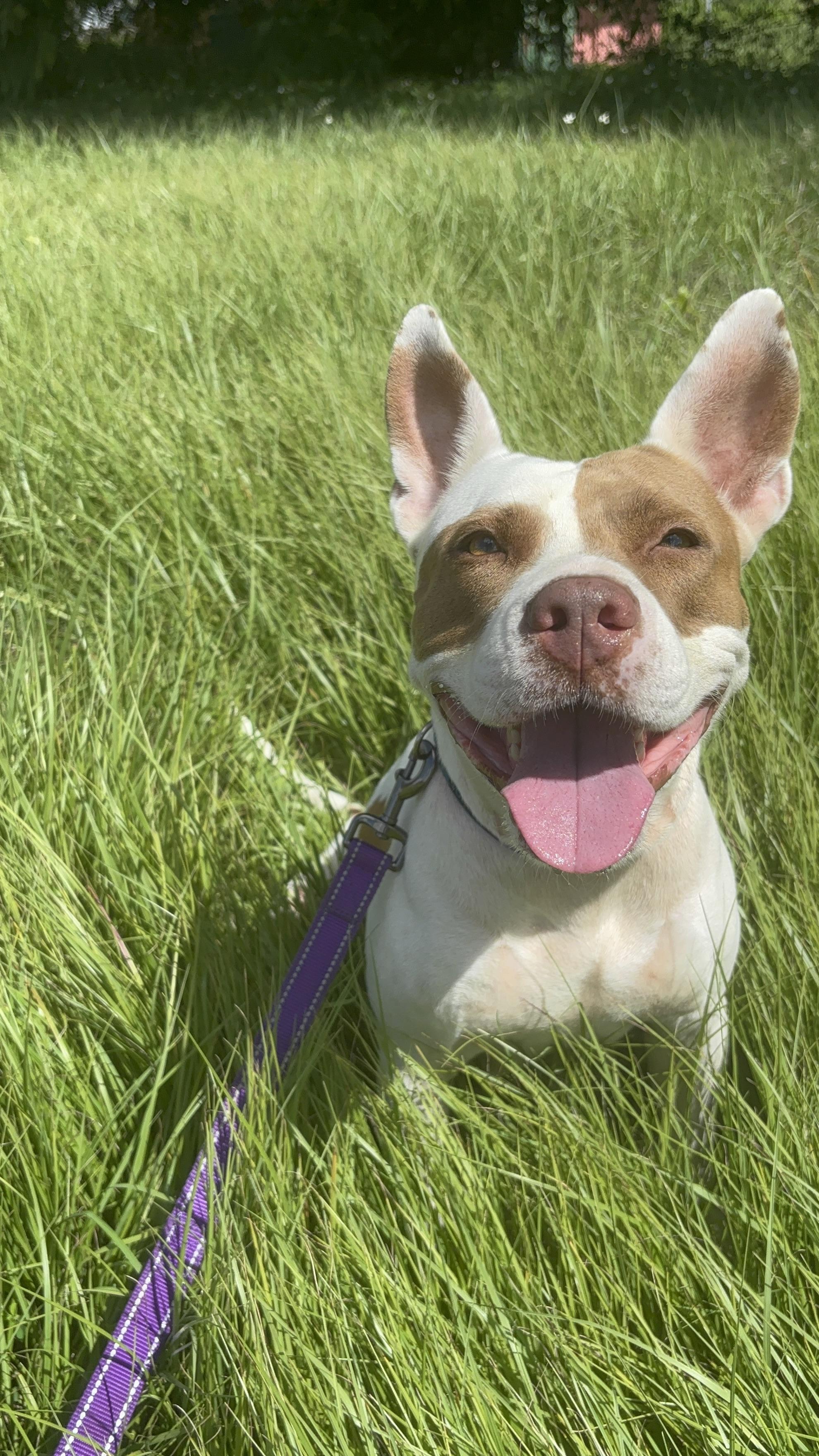 Dulce, Adoptable, Adult Female Pit Bull Terrier & Shepherd.