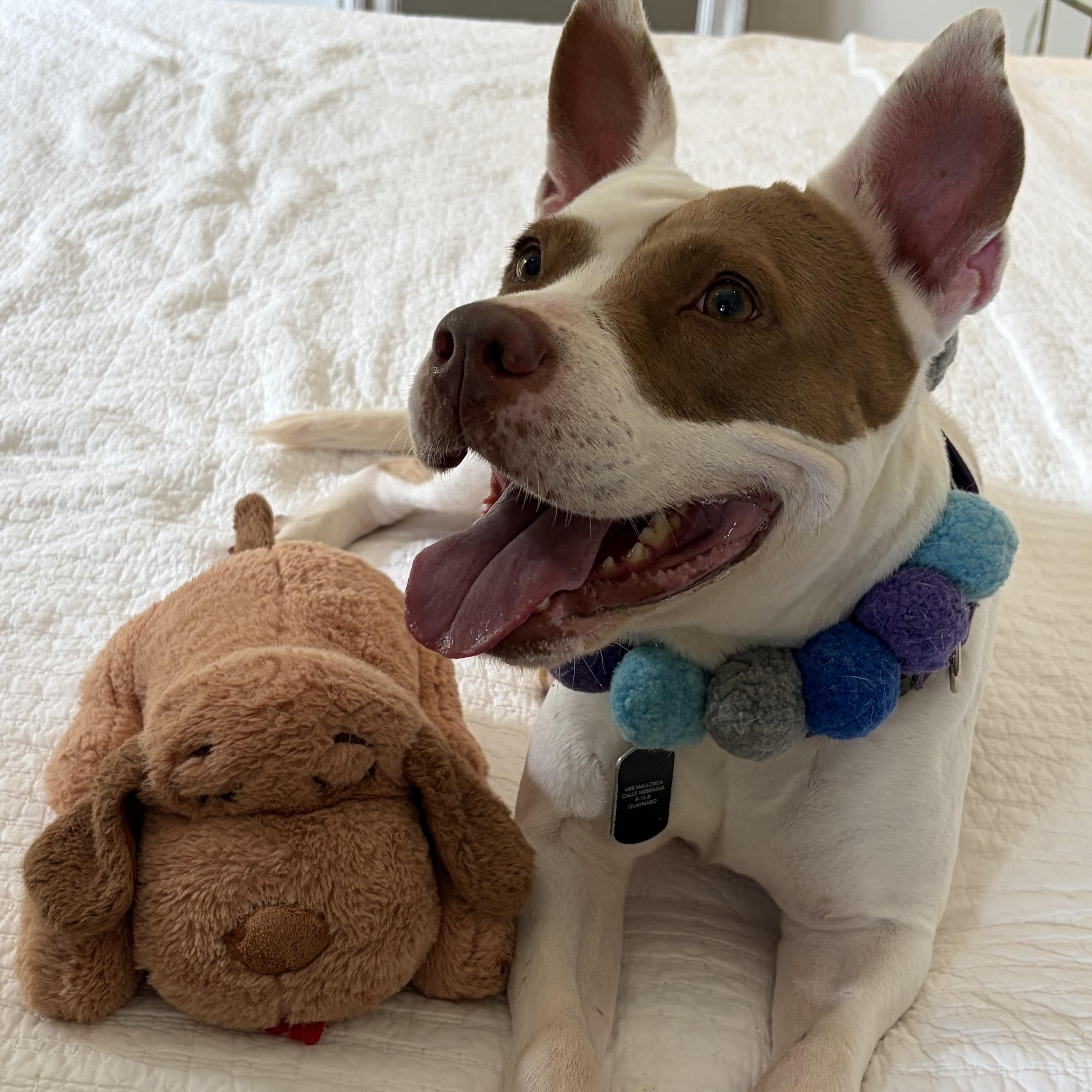 Enlarge Dulce, a Adoptable mixed breed in Blairstown , NJ image 2/6