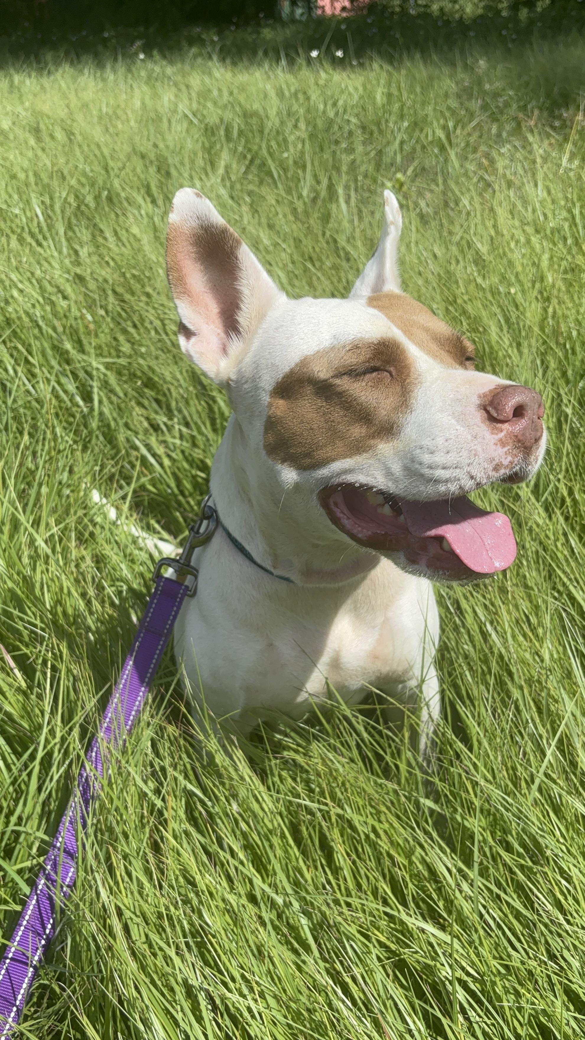 Enlarge Dulce, a Adoptable mixed breed in Blairstown , NJ image 2/4
