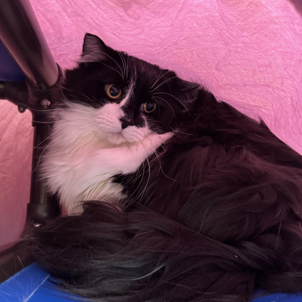St. Lawrence, Adoptable, Adult Female Domestic Long Hair.