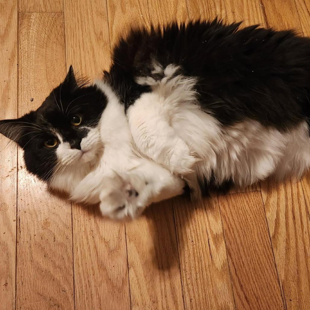 St. Lawrence, a Adoptable Domestic Long Hair in Charlottesville, VA image 2/2