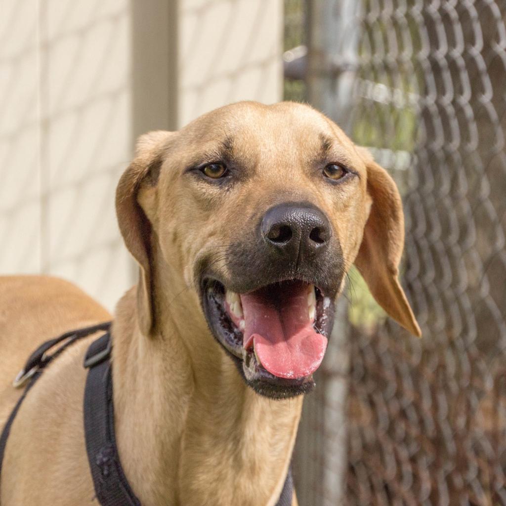 Enlarge Buddy, a Adoptable mixed breed in Titusville, FL image 1/6