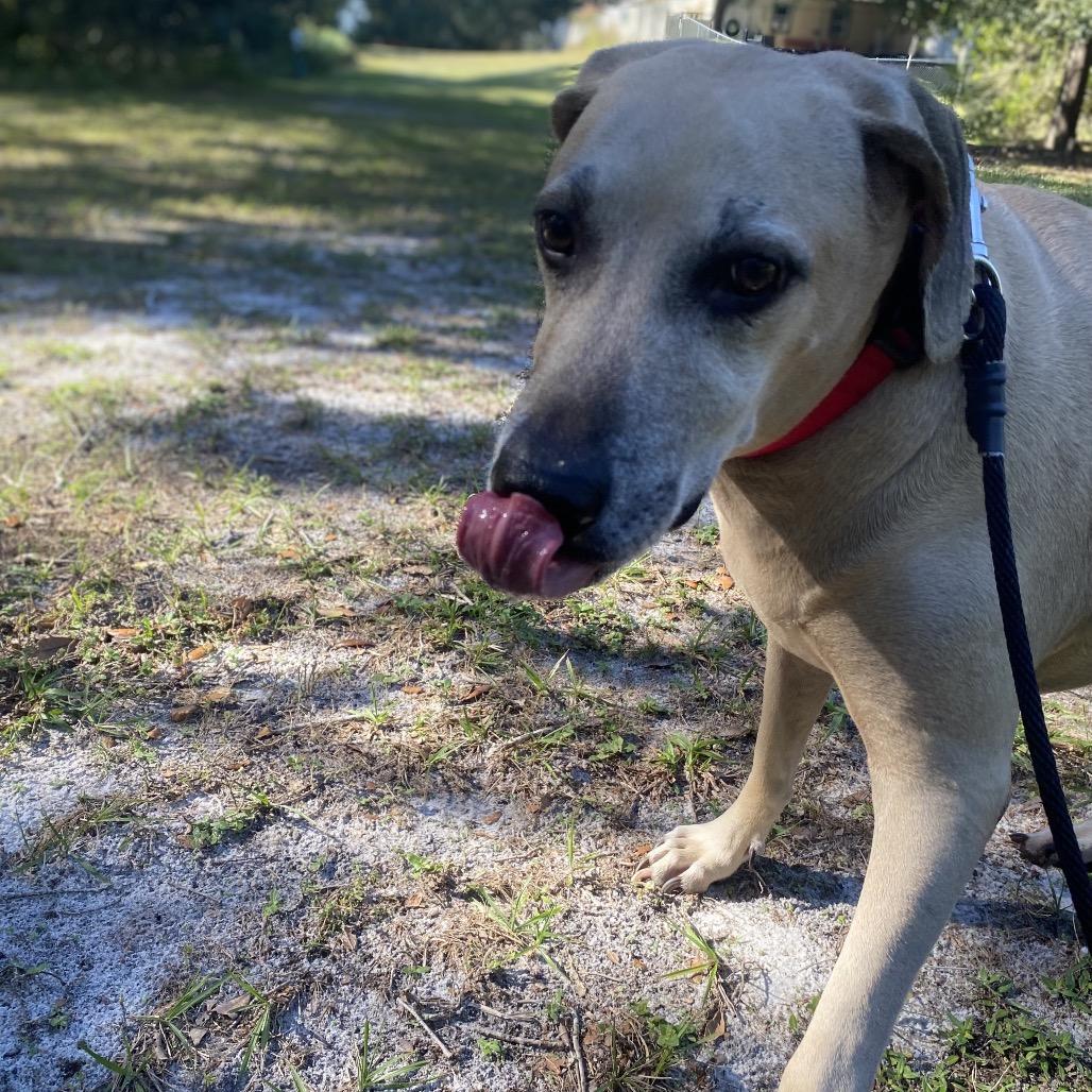 Enlarge Buddy, a Adoptable mixed breed in Titusville, FL image 2/6