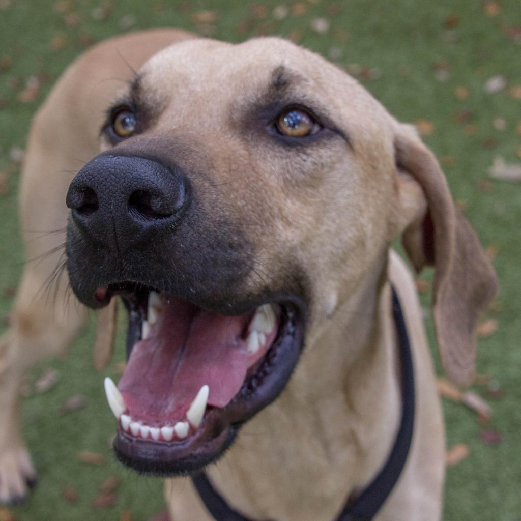 Enlarge Buddy, a Adoptable mixed breed in Titusville, FL image 3/6