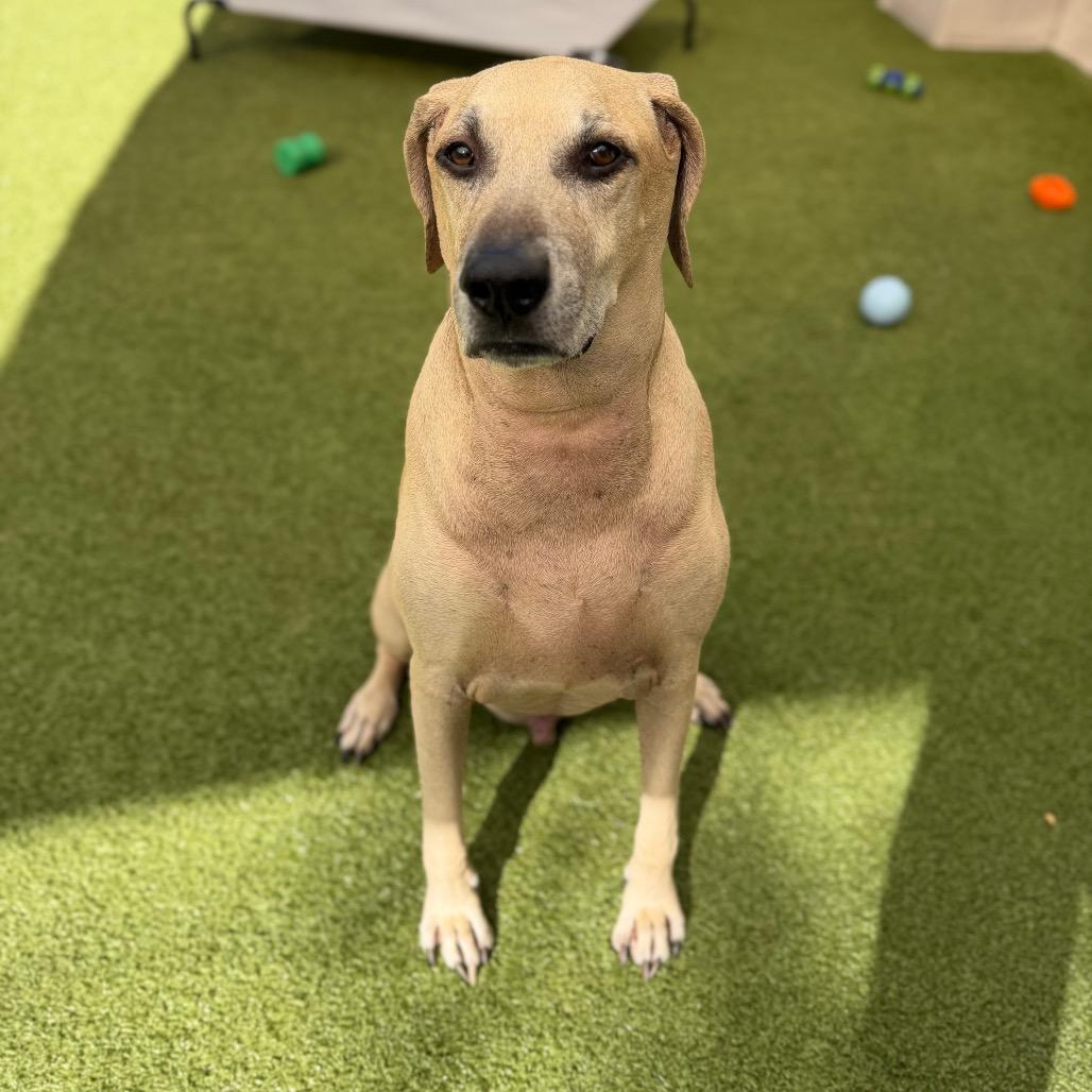 Enlarge Buddy, a Adoptable mixed breed in Titusville, FL image 4/6