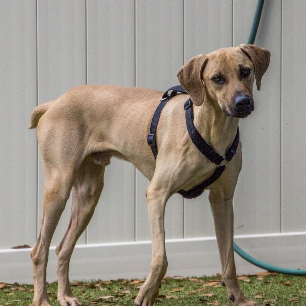 Enlarge Buddy, a Adoptable mixed breed in Titusville, FL image 5/6