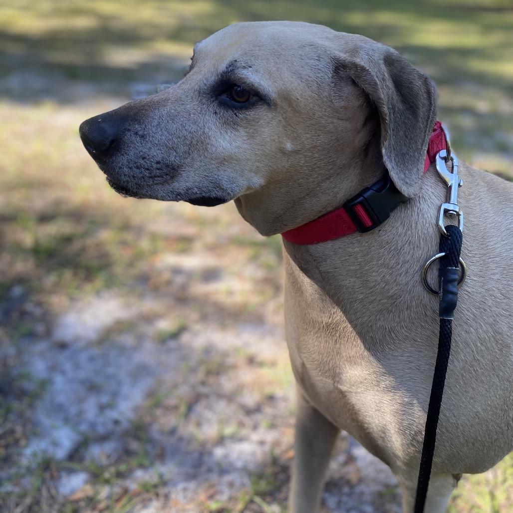 Enlarge Buddy, a Adoptable mixed breed in Titusville, FL image 6/6