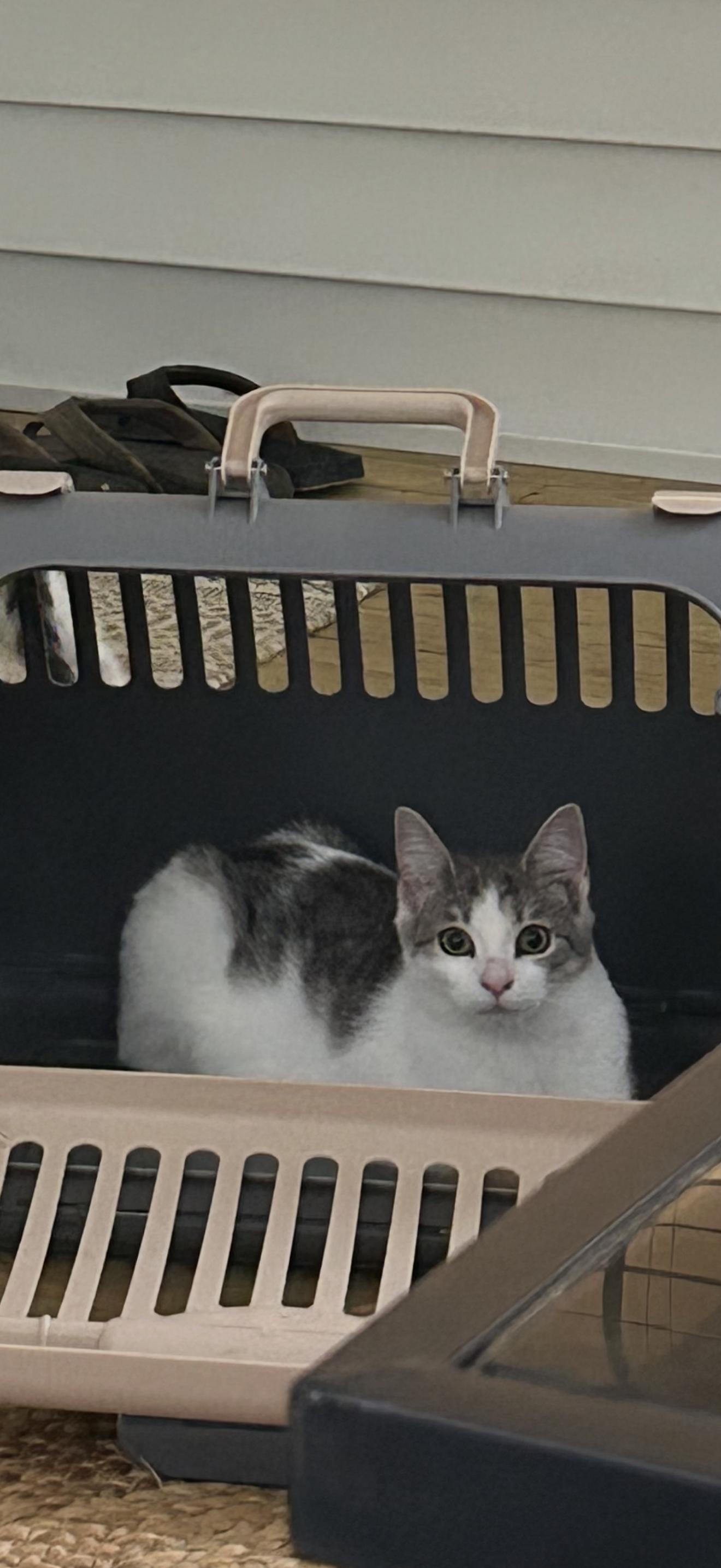 Enlarge Semicolon, a Adoptable American Shorthair in North Chesterfield, VA image 2/2
