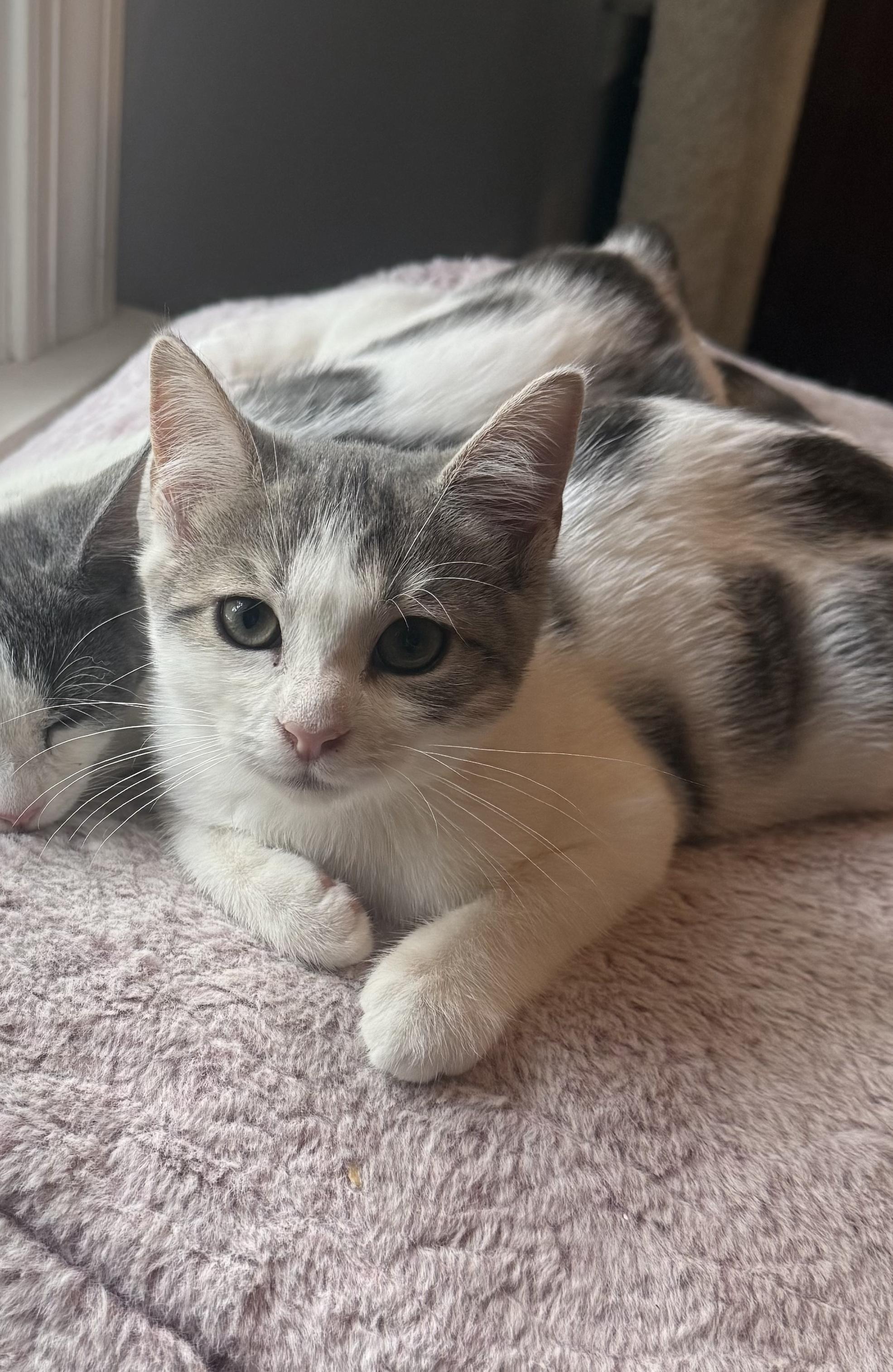 Semicolon, Adoptable, Kitten Female American Shorthair.
