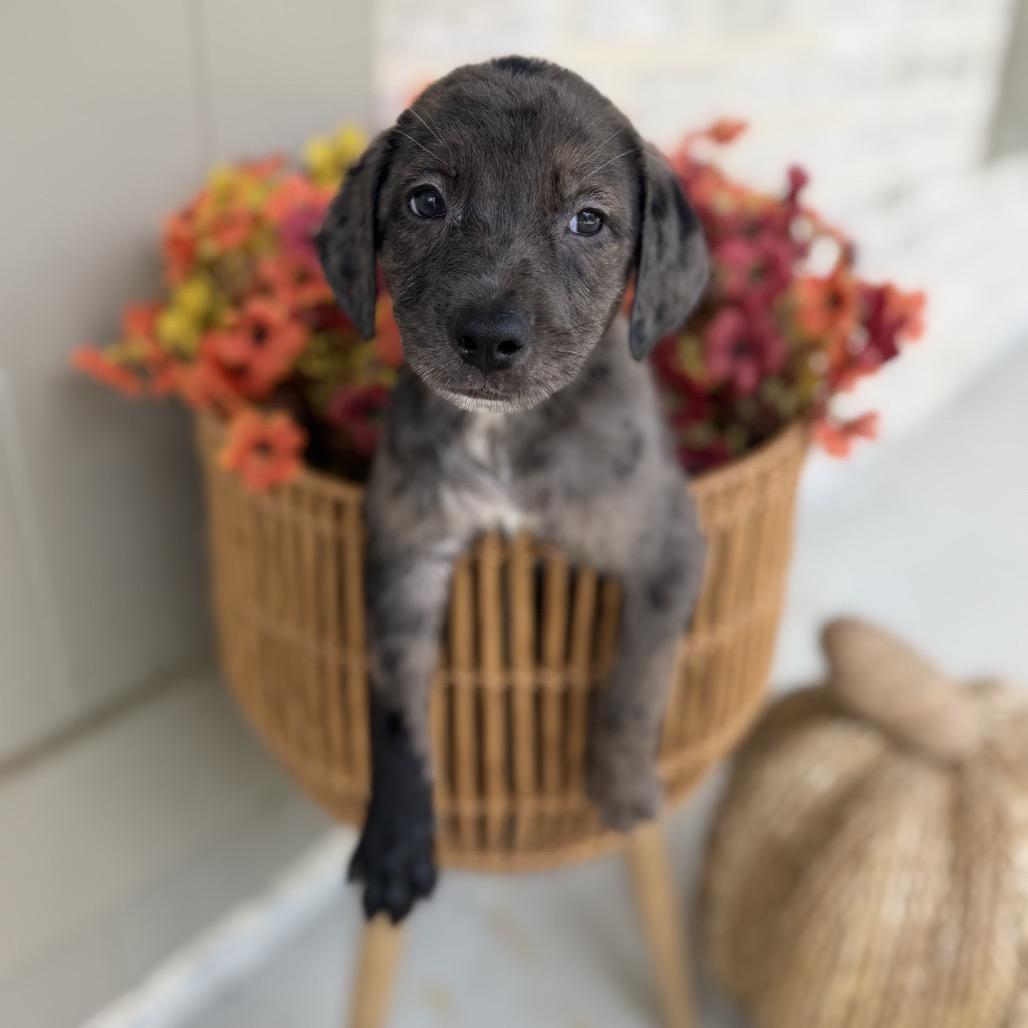 Joey, Adoptable, Puppy Male Catahoula Leopard Dog & Mixed Breed.